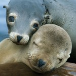 MontereySealsSQ